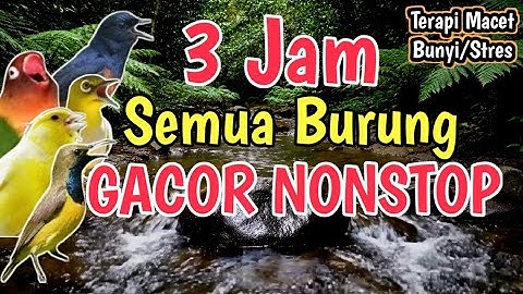BIKIN GACOR NONSTOP‼️ 3 Jam Terapi Burung Stres dan Macet Bunyi 