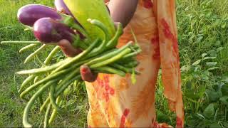 The women are plucking green beans in the field