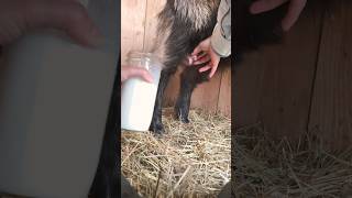 How to Milk a Double Tit in Goats #goat #goatfarming #milking #shorts