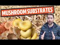 Understanding Mushroom Substrates (What Do Mushrooms Grow On?)