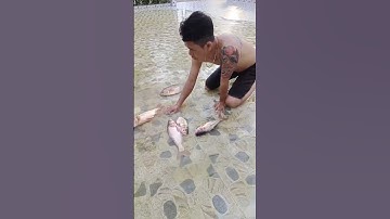 so cứu cho cá thiếu oxy #shorts