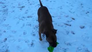 Meet Sasha A Terrier Pit Bull Currently Available For Adoption At Petango 1102015 81258 Am