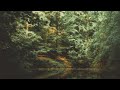  4k  relaxing nature sounds forest sounds bird song