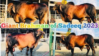 Giant Red  Brahman of sadeeq agro 2023 collection | Huge | Mad Brahman