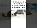 それでもチンチラを飼いますか？チンチラの飼育で大変な事まとめ⑤ #Shorts