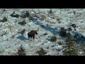 My father's moose hunt