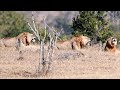 Mjejane Male Lion Upset With 6 Young Vurhami Male Lions Roaring In His Territory