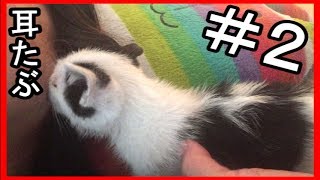 【子猫物語＃２】妻の耳たぶをおっぱいと間違う大福【Cat baby】