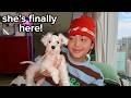 We Adopted a Dog in Japan!