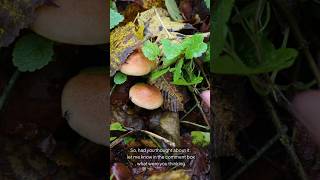 Mind-Blowing Fact The Worlds Largest Living Organism Isnt What You Think