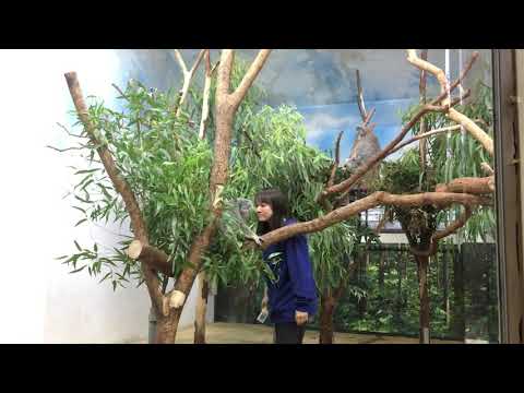 親吻無尾熊媽媽