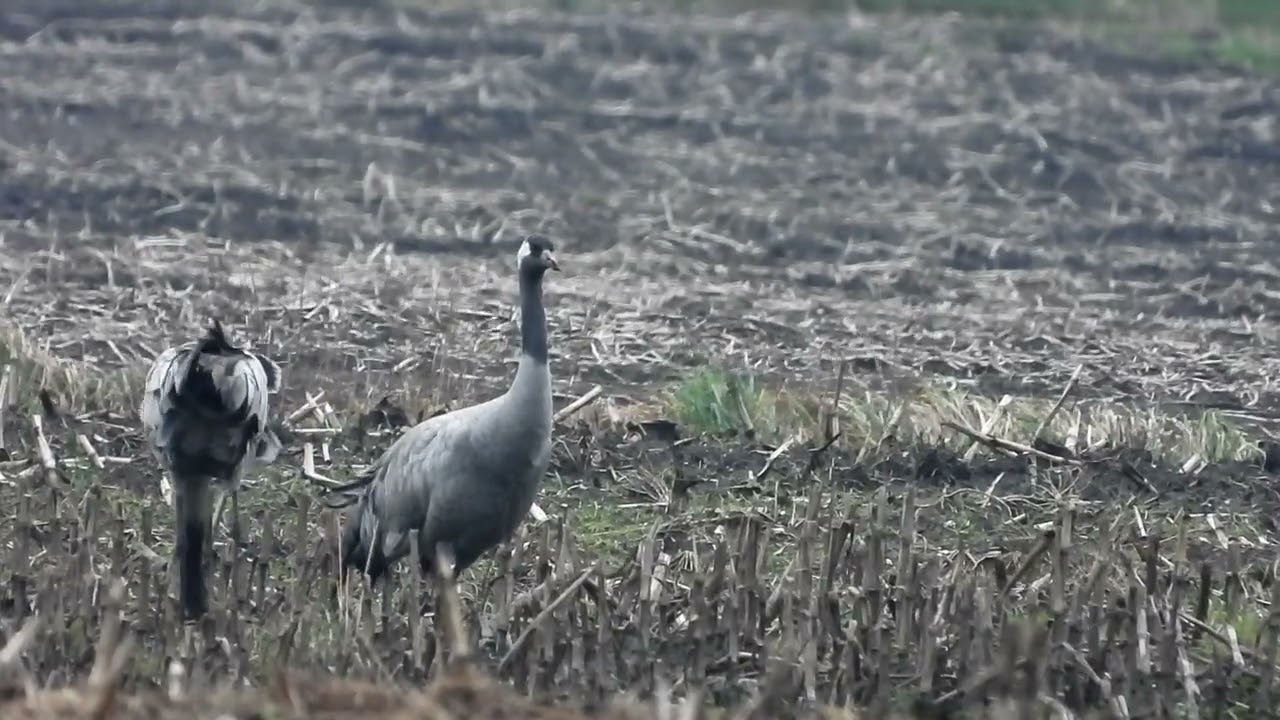 Kraanvogel - Grus grus