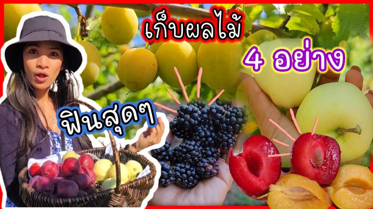 ตะลุยเก็บผลไม้ฟรี ฟรี❗️แอปเปิ้ล แบล็คเบอร์รี่  พลัมแดง พลัมเหลือง / ชีวิตเมืองนอก