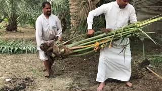 كيفية زراعة الفسيلة مع المزارع الحاج ناصر البراهيم وحزام الاحمد