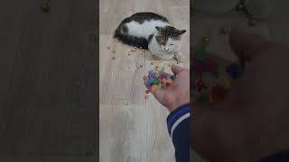 Cat Satisfying Video Asmr