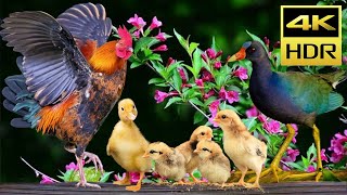 Cat Entertainment Videos 4K HDR  Backyard Birds for Cats to Watch and Their Chicken, Duck Friend #1