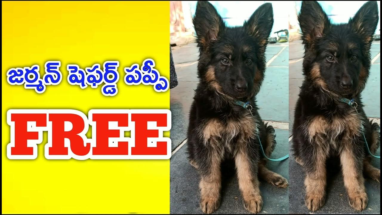 top quality german shepherd puppy for free adoption in telugu