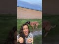 Qual o mais legal inteligente? Border Collie ou Pastor Belga Malinois?