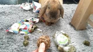 Nervous Rabbit unpacks Christmas gifts and play football, bunny (thanks for likes and subscribe) by Collie Rough, Dutch goat and rabbit 158 views 6 years ago 1 minute, 31 seconds