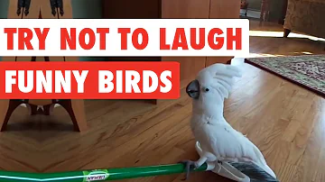 Try Not To Laugh | Funny Birds Video Compilation