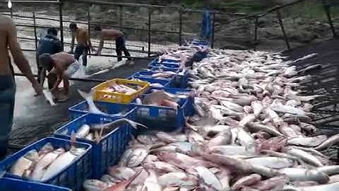 Dễ như bắt cá ở hồ Ayun Hạ 360p