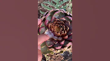 How the artichoke blooms ♡ Как цветёт артишок