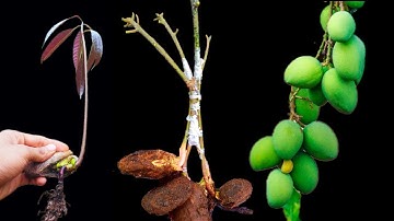 Stone grafting with 4 Root system #stonegrafting