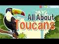 Toucans: Diet and Characteristics