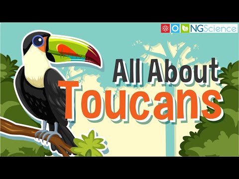 Video: Toucan bird: habitat, photo and description