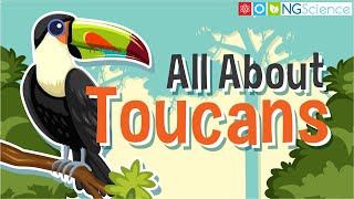 All About Toucans screenshot 4