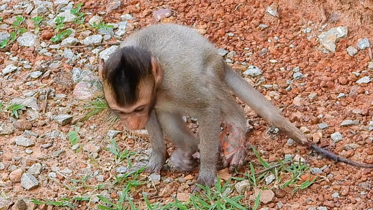 Brokenhearted..! When See Poor Baby Monkey Got Injured On Leg And Tail