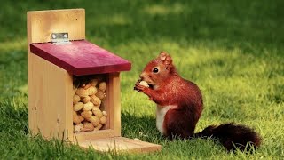 Squirrels reaction to Peanut and Sunflower Seeds || 6 Types of Squirrels you can Befriend ||