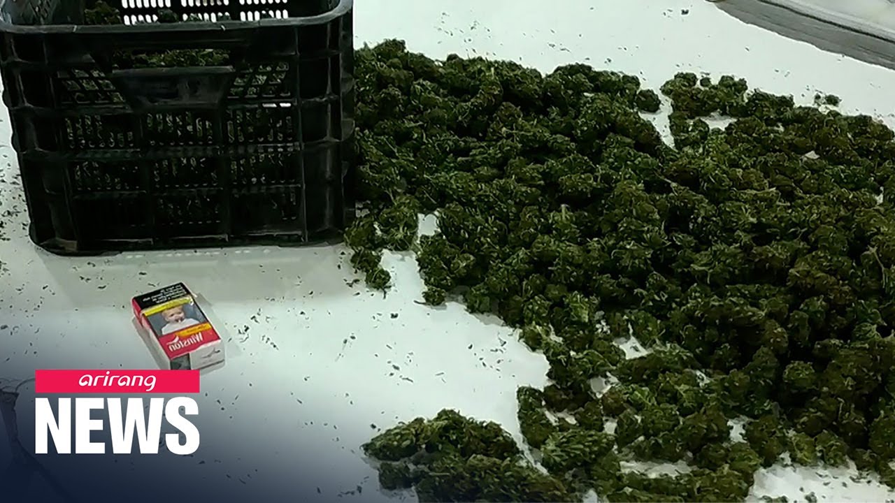 U.N. Commission removes cannabis from its most strict drug control list