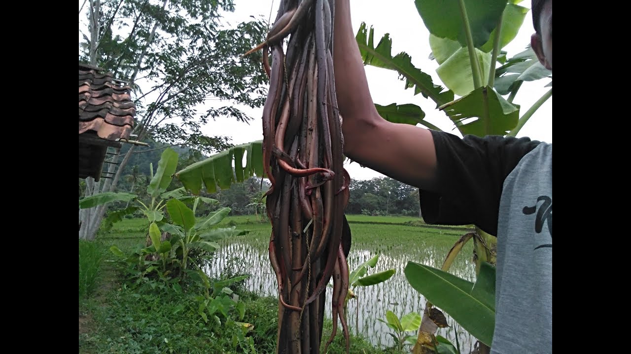 Panen strike belut sawah