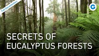 Thumbnail for Koalas, Platypus & Echidnas: Down Under’s Strangest Creatures | Full Documentary