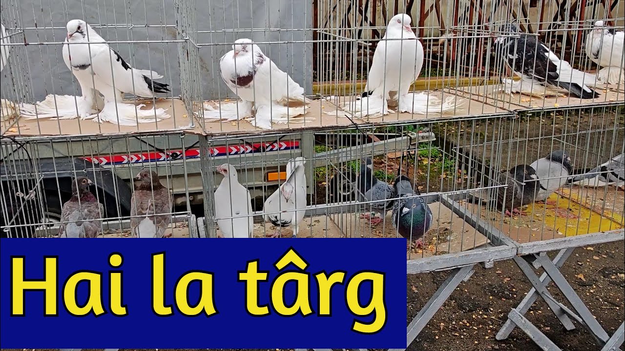 Târg de porumbei si alte păsări Orastie 26.10.2025