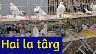 Târg De Porumbei Si Alte Păsări Orastie 26.10.2025