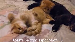#Детство_и_юность_рыжих_котят.И какие выросли...Мир домашних кошек. #Детство_и_юность_рыжих_котят.И какие выросли...Мир домашних кошек.