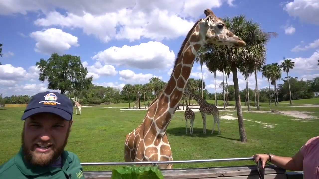 Serengeti Safari At Busch Gardens Tampa Youtube