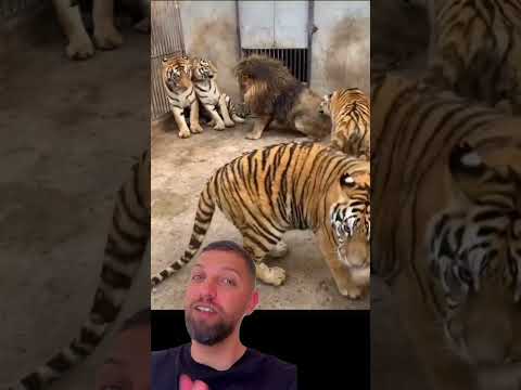 Vídeo: Os Lions K são espécies selecionadas?