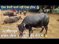 डेयरी से कमाते है लाखो |मध्यप्रदेश का top class डेयरी फार्म| successful dairy farming