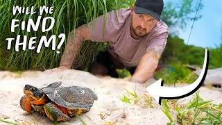 ENDANGERED TURTLES LAY EGGS IN OUR BACKYARD!