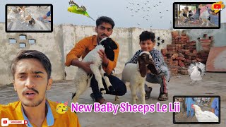 Bahut hi pyaari sheeps le li || Sheep Baby || SA Life