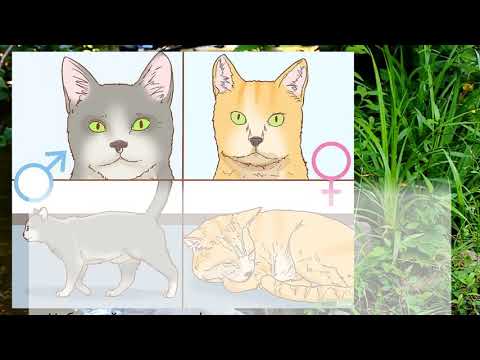 Как определить пол кошки