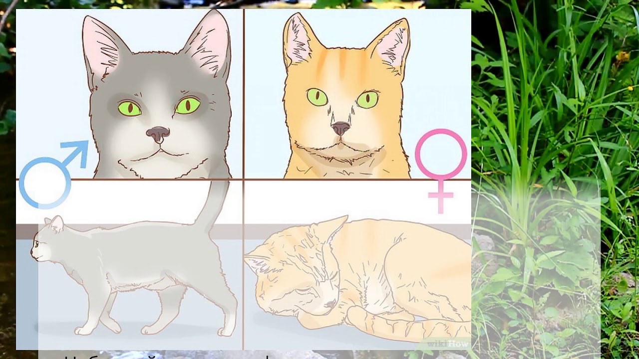 Чем отличается кота. Морды кошек и котов отличия. Кот и кошка отличия по морде. Отличие кота от кошки по морде. Как определить кот или кошка у котят.