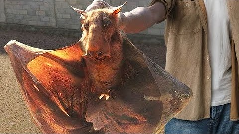 10 verbazingwekkende nieuwe diersoorten ontdekt in 2025