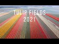 Tulip fields in the Netherlands 2021