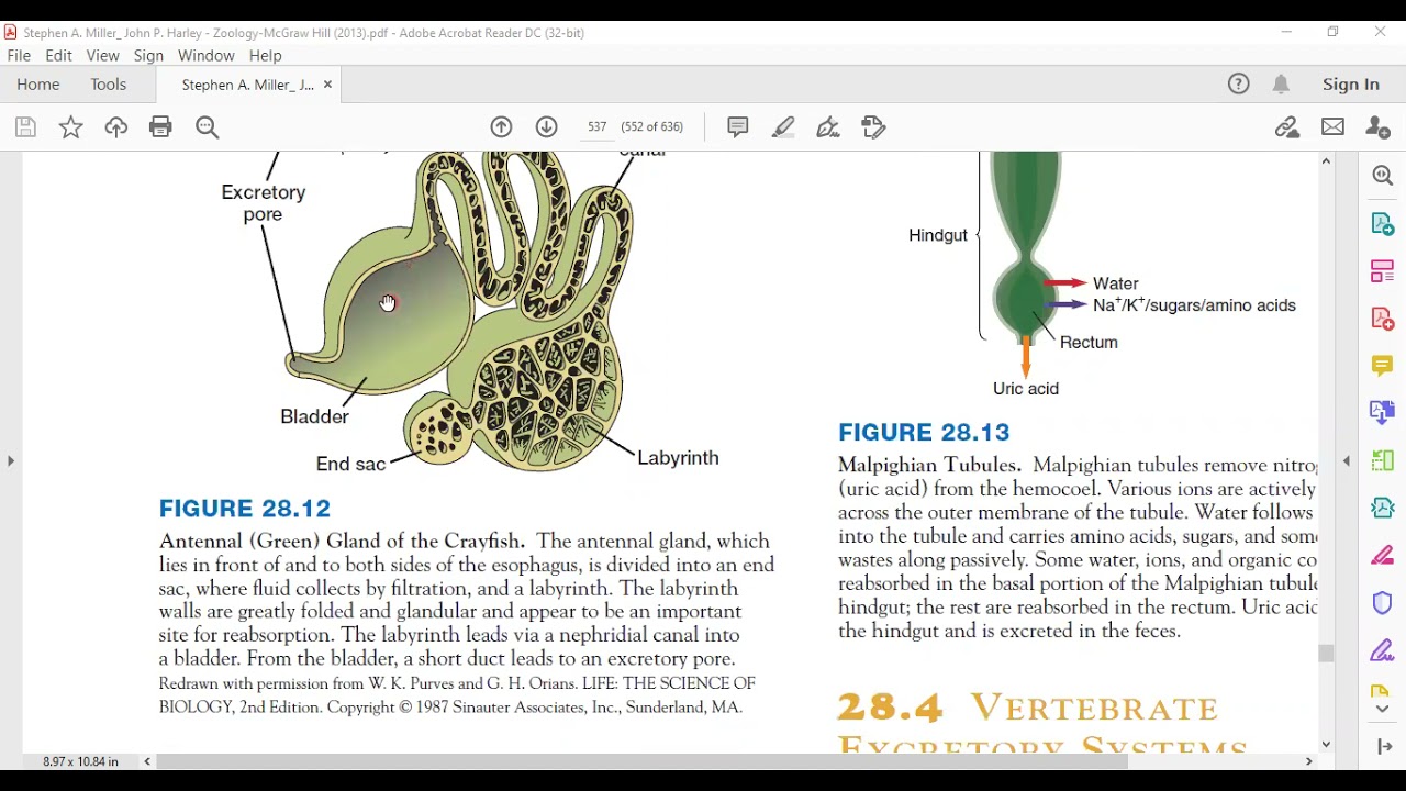 Antennal Green Gland of the Crayfi sh YouTube