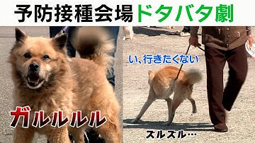 狂犬病予防接種会場のドタバタ劇！！