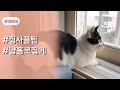 #집사 꿀팁 #냥홀로 집에 #cat #pet